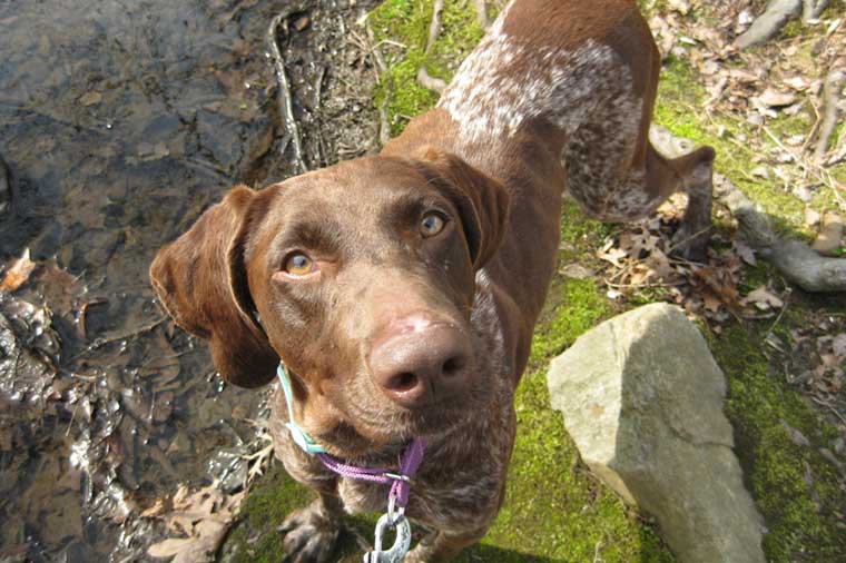 GSP Rescue NJ A second chance at life