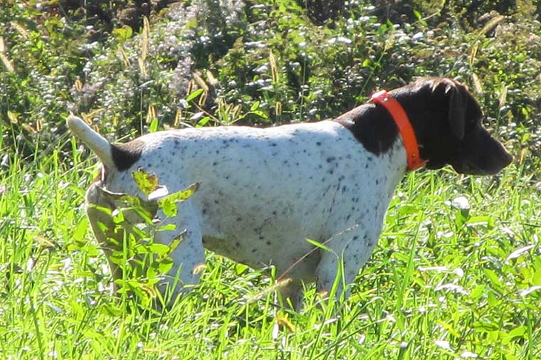 GSP Rescue NJ A second chance at life