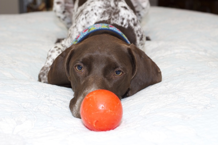 GSP Rescue NJ A second chance at life